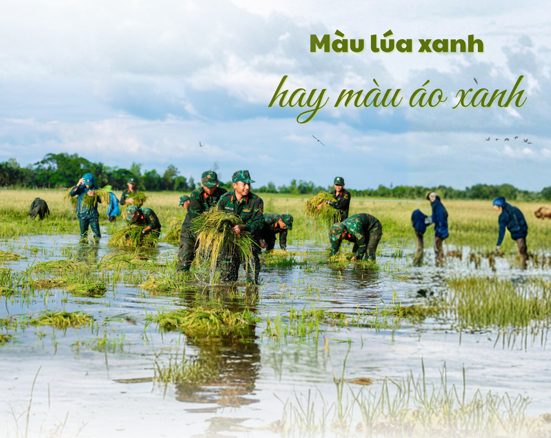 Màu lúa xanh hay màu áo xanh