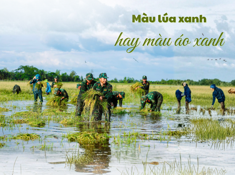 Màu lúa xanh hay màu áo xanh