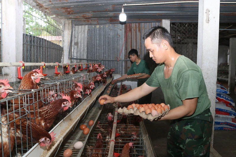 Hiệu quả từ mô hình nuôi gà lấy trứng ở Tiểu đoàn 42