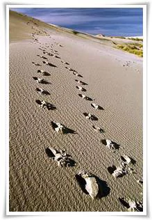 Tùy bút: Dấu chân in trên cát
