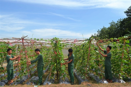 Đại đội 105, Ban CHQS Tân Biên, Tây Ninh: Đẩy mạnh TGSX
