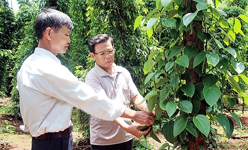 Huyện Bù Gia Mập (Bình Phước) - Những cựu chiến binh làm kinh tế giỏi