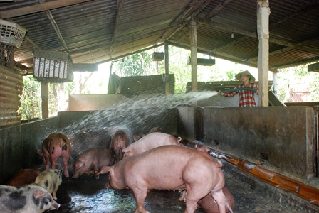 Tăng cường các biện pháp chống dịch tả lợn châu Phi