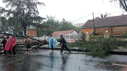 Nhiều cây xanh bị gãy đổ tại TP. Vũng Tàu