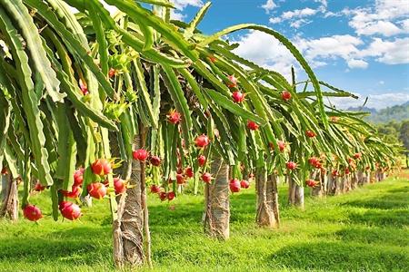 Sắc xuân trên vùng “Tam giác”