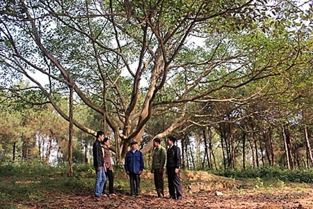 Chuyện kể về cây đa Bác Hồ trồng cách đây 50 năm