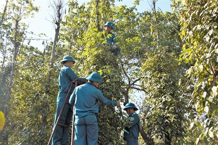 LLVT tỉnh Bà Rịa - Vũng Tàu giúp nhân dân thu hoạch hồ tiêu