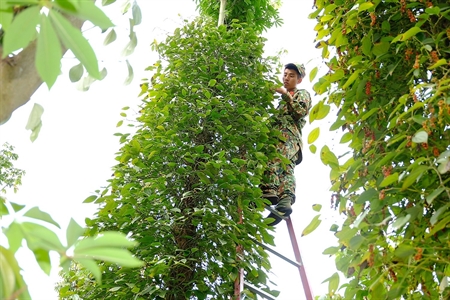 Trung đoàn 88 (Sư đoàn 302) hỗ trợ người dân thu hoạch tiêu ở Cẩm Mỹ và Bà Rịa - Vũng Tàu
