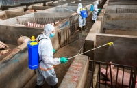 Quân khu 7 chủ động phòng chống, ngăn chặn dịch tả lợn Châu Phi