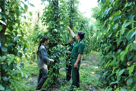 Đồng Biên phòng Đắc Quýt: Nhiều chương trình giúp dân hiệu quả