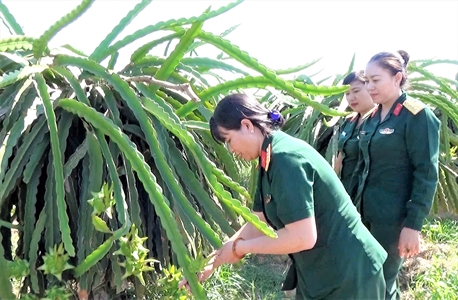 Bình Thuận: Phụ nữ giúp nhau làm kinh tế gia đình