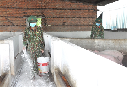 Quân khu 7 tích cực phòng, chống dịch tả lợn châu Phi