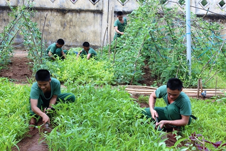 Bảo đảm rau xanh trên đảo Phú Quý, tỉnh Bình Thuận