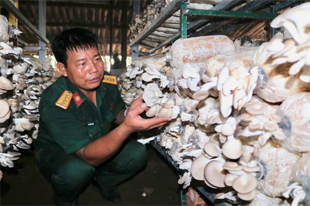 Nuôi trồng nấm bào ngư xám ở Tiểu đoàn 42