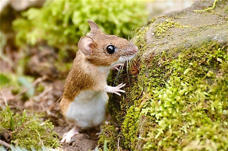 Ngạn ngữ thế giới nói về chuột