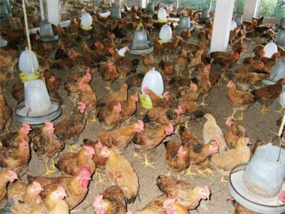 Tập trung cao độ cho công tác phòng, chống cúm gia cầm