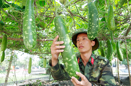 Đại đội Thông tin, Bộ CHQS tỉnh Long An trồng rau trên cát