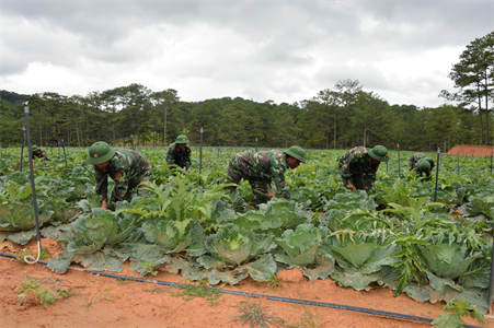 Tạo thêm nguồn thu nâng cao đời sống bộ đội