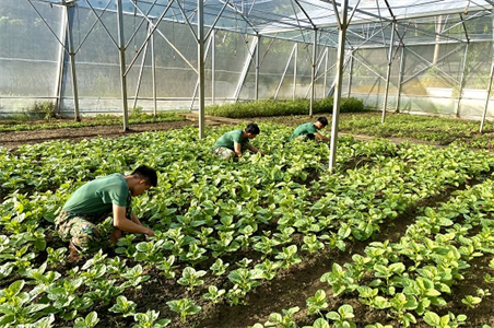 LLVT huyện Côn Đảo, tỉnh BR-VT chủ động tạo nguồn thực phẩm tại chỗ