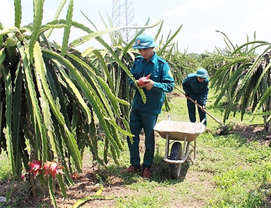 Ban CHQS huyện Hàm Thuận Bắc (Bình Thuận) đẩy mạnh tăng gia vùng khô hạn