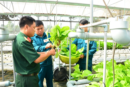 Đưa rau sạch vào mâm cơm bộ đội