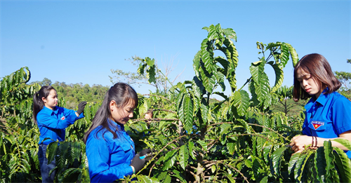 Trí thức trẻ tình nguyện ở Bình Phước