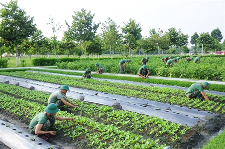 Rau sạch của lực lượng vũ trang Quân khu 7