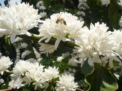 Tháng Ba Tây Nguyên