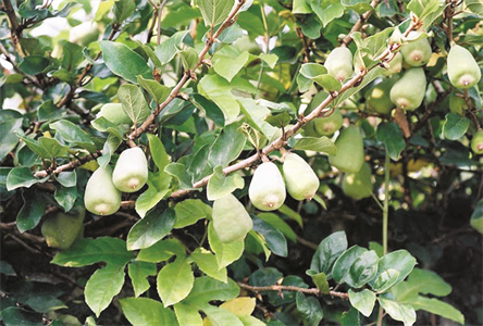 Trâu cổ - Thuốc bổ quý ông