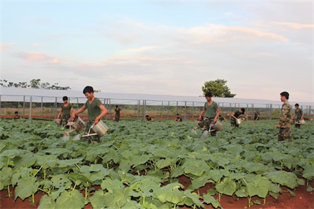 Sư đoàn 302 phát huy nguồn vốn hỗ trợ đẩy mạnh tăng gia sản xuất