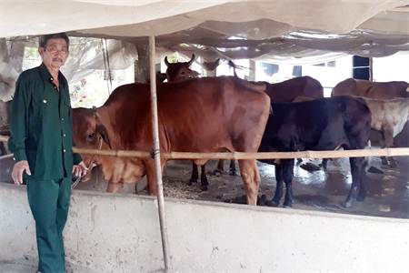 CCB thoát nghèo nhờ nuôi bò sinh sản, kết hợp nuôi trùn quế