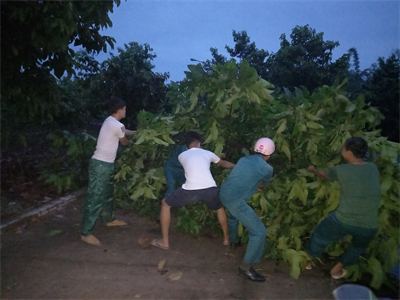 LLVT huyện huyện Bắc Tân Uyên giúp dân khắc phục hậu quả dông lốc