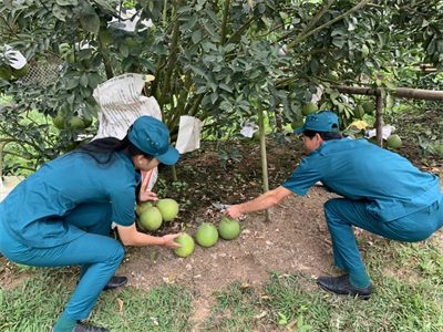 LLVT huyện Bắc Tân Uyên đẩy mạnh tăng gia sản xuất nâng cao đời sống bộ đội