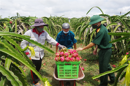 LLVT huyện Hàm Thuận Nam giúp Nhân dân thu hoạch thanh long