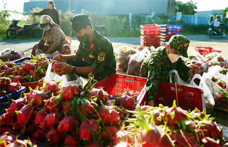 Lữ đoàn 77 thu hoạch thanh long giúp dân