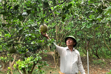 Cựu chiến binh làm giàu từ bưởi
