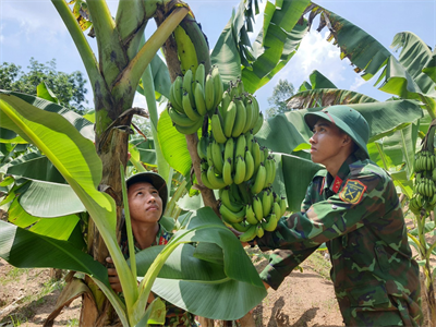 Tăng gia tốt, đời sống bộ đội nâng cao