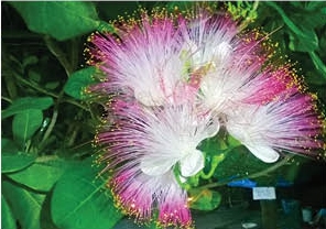Hương Bàng vuông ở Lý Sơn