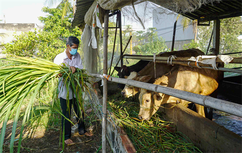 Cựu chiến binh với mô hình nuôi bò vỗ béo