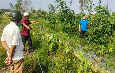 Làm giàu từ trồng tre lấy măng thương phẩm