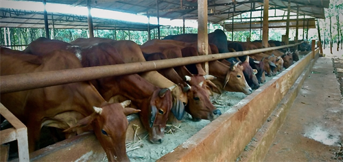 Hiệu quả từ mô hình chăn nuôi bò của Trung đoàn 88, Sư đoàn 302