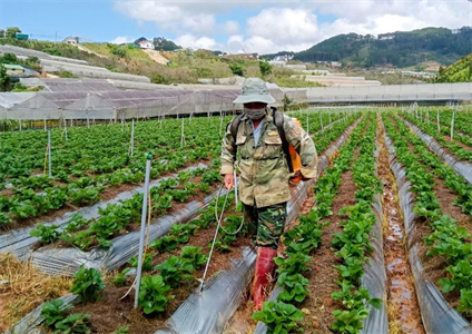 Huyện Lạc Dương, tỉnh Lâm Đồng: Cựu chiến binh vùng dân tộc thiểu số góp sức xây dựng nông thôn mới