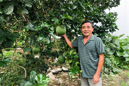 Làm giàu từ trồng bưởi, nuôi gà và ruồi lính