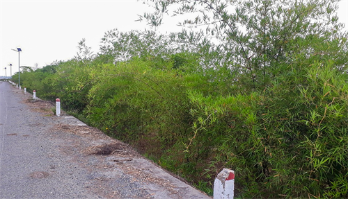Cựu chiến binh hiến đất trồng tre bảo vệ biên giới