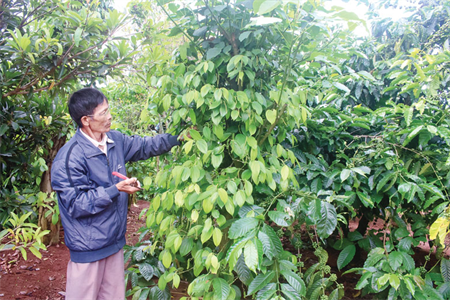 Bệnh binh tiên phong làm kinh tế