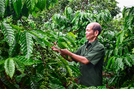 Tỉnh Lâm Đồng: Cựu chiến binh sử dụng hiệu quả nguồn vốn vay