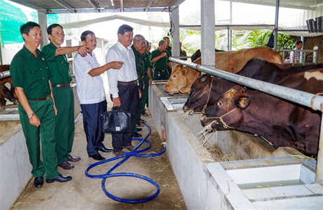 Cựu chiến binh làm giàu từ nuôi bò sữa