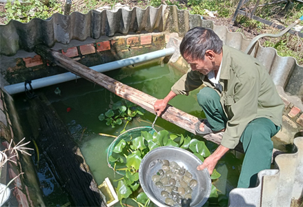 Thương binh làm giàu nhờ nuôi ba ba giống