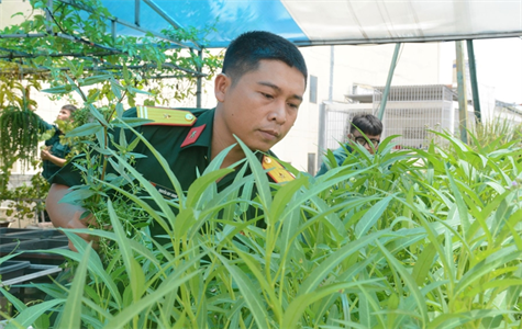 Cán bộ hậu cần và vườn rau trên sân thượng