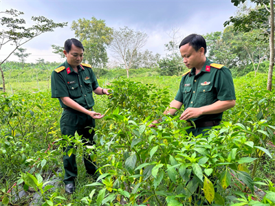 Hiệu quả mô hình trồng ớt sừng vàng châu Phi